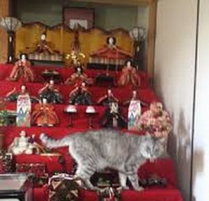 猫画 猫的ひな祭り 猫バカ猫日記